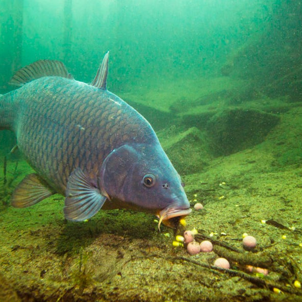 How Long Do Carp Boilies Last?