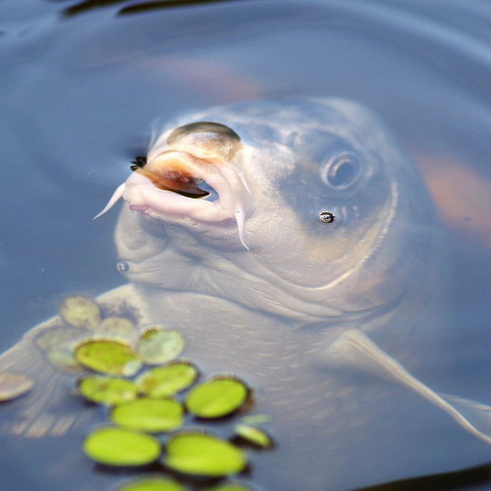 What Do Carp Eat Naturally In The Wild