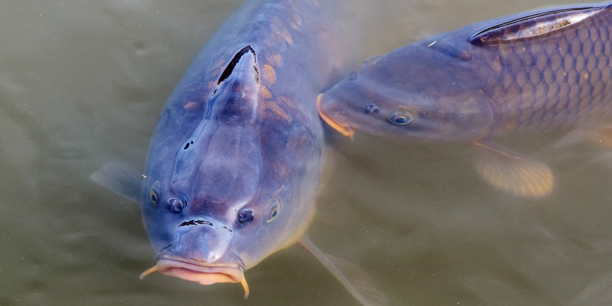 How to fish for carp in the silt