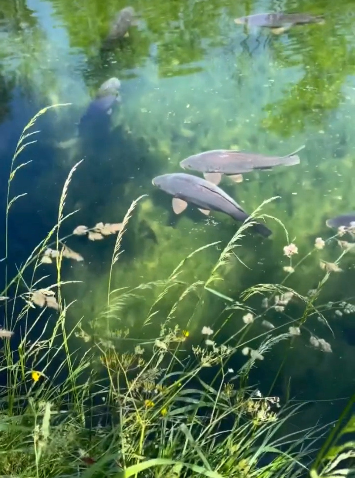Stalking Carp From the surface